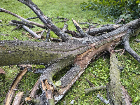 Wycinka drzew na Browarnej