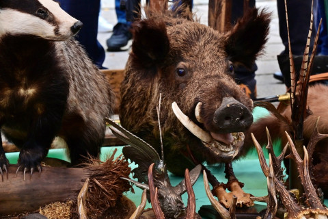 XXIV Diecezjalne Święto Chleba w Brzesku