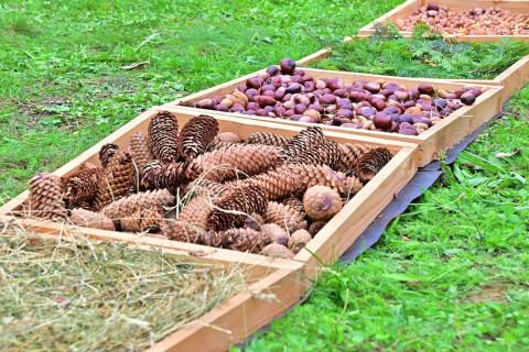 XXIV Diecezjalne Święto Chleba w Brzesku