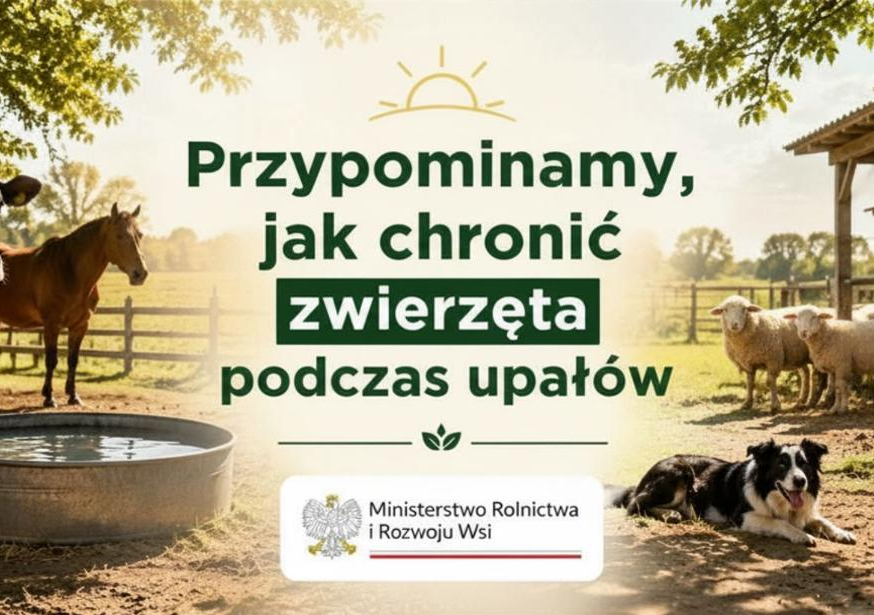 Upały a dobrostan zwierząt - jak chronić zwierzęta przed wysokimi temperaturami