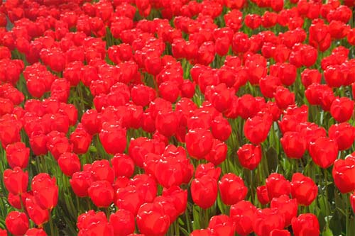 Dzień Babci i Dziadka