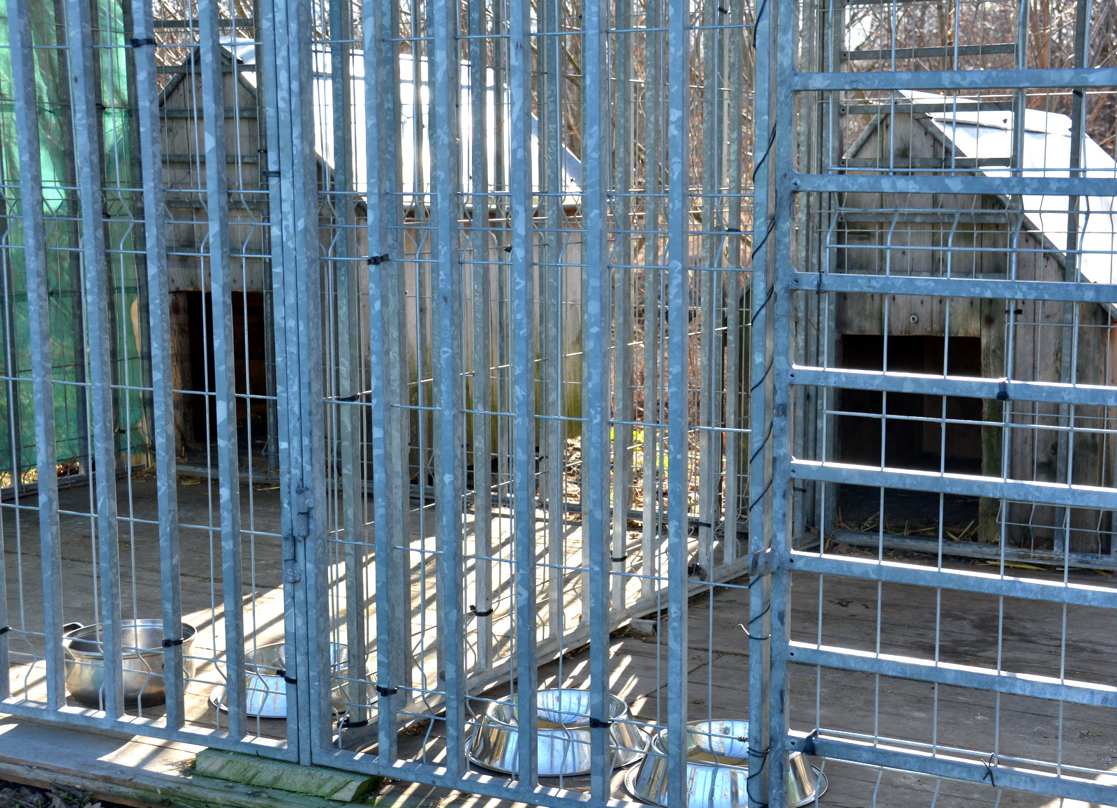 Gmina Brzesko dba o bezdomne i bezpańskie psy.