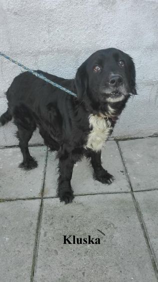 Psy czekają na właścicieli