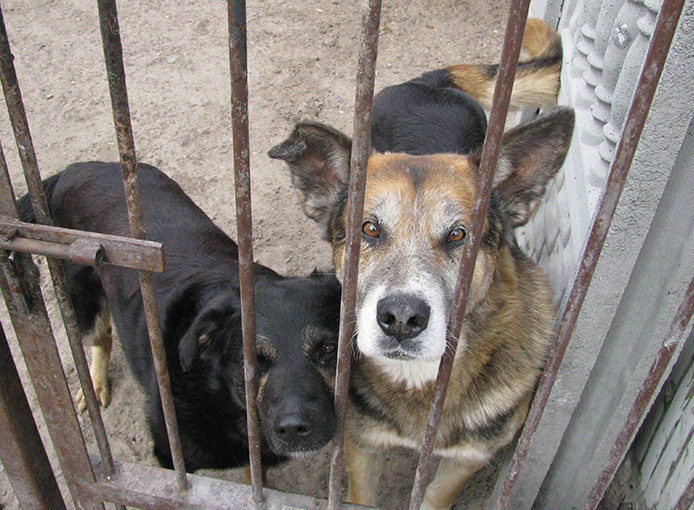 Nie porzucaj zwierząt