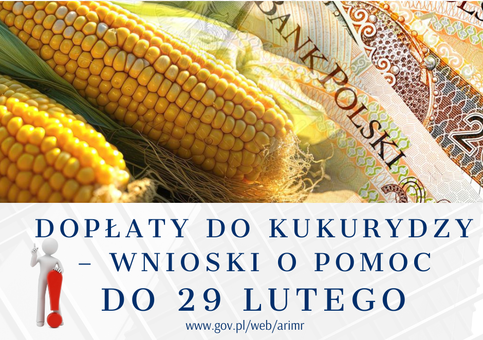 Dopłaty do kukurydzy – wnioski o pomoc do 29 lutego
