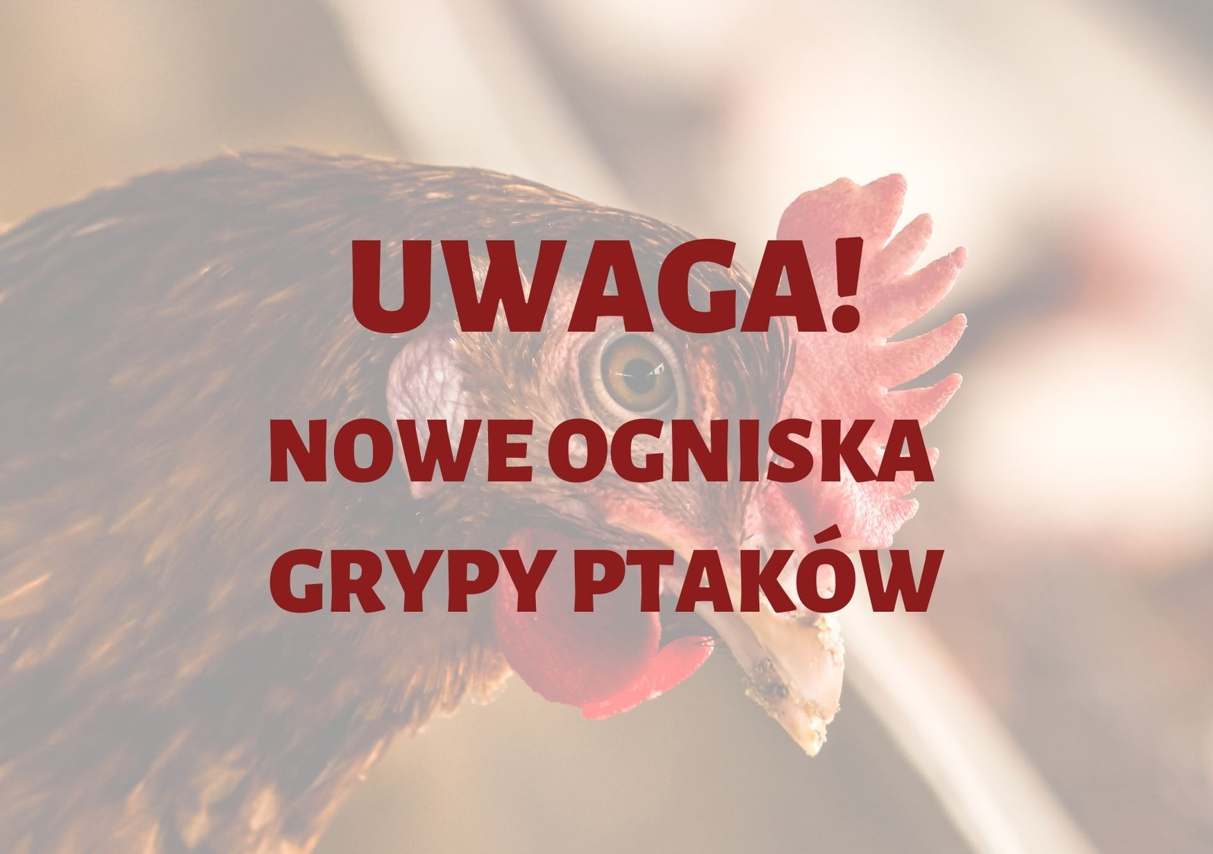 Ptasia grypa znów atakuje