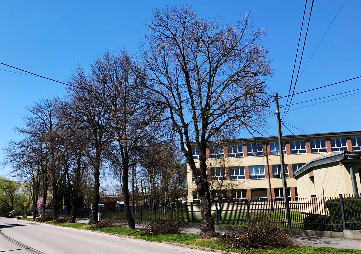 Sezonowa przycinka gałęzi