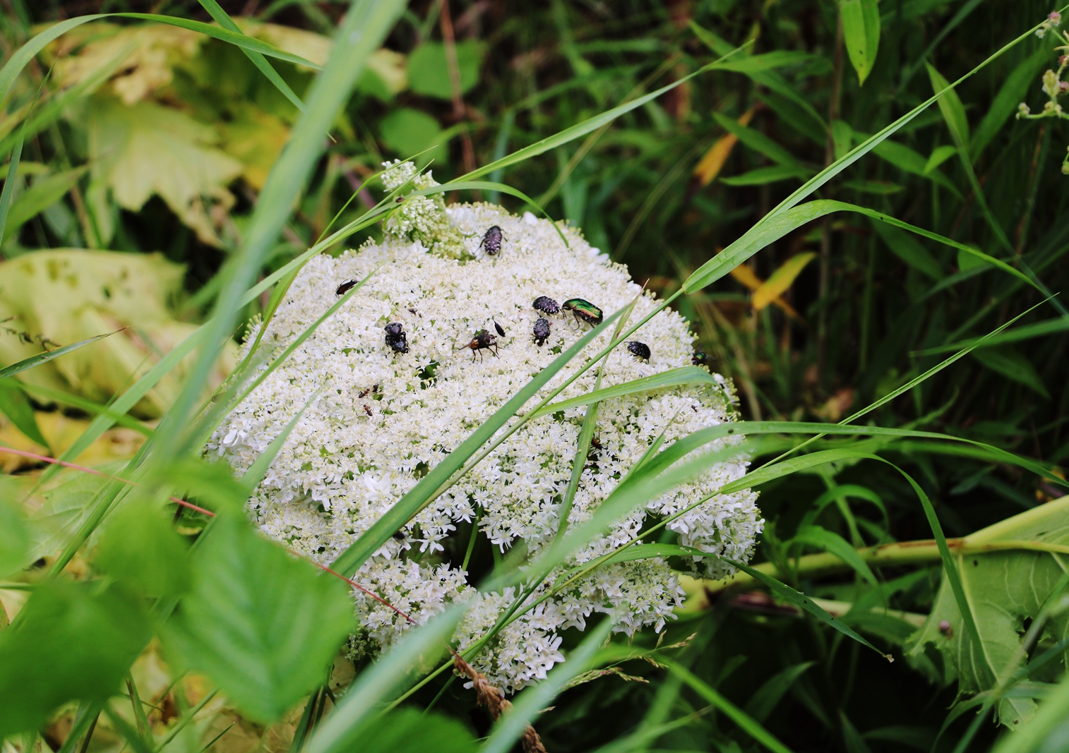 Trudna walka z barszczem Sosnowskiego
