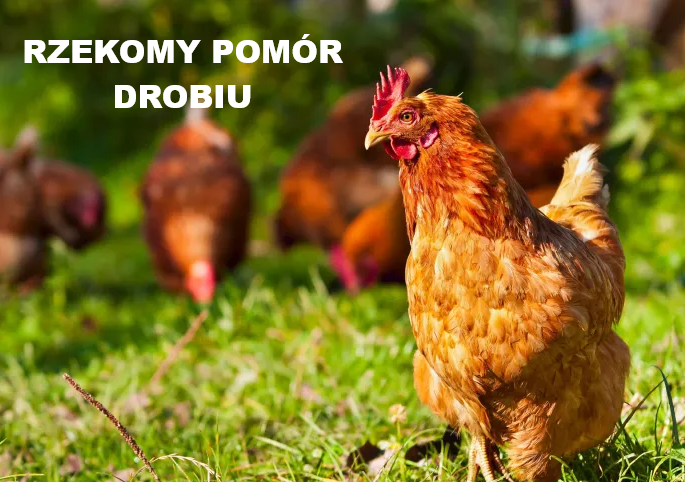 Powiatowy Lekarz Weterynarii zawiadamia o środkach podejmowanych w związku z wystąpieniem rzekomego pomoru  drobiu