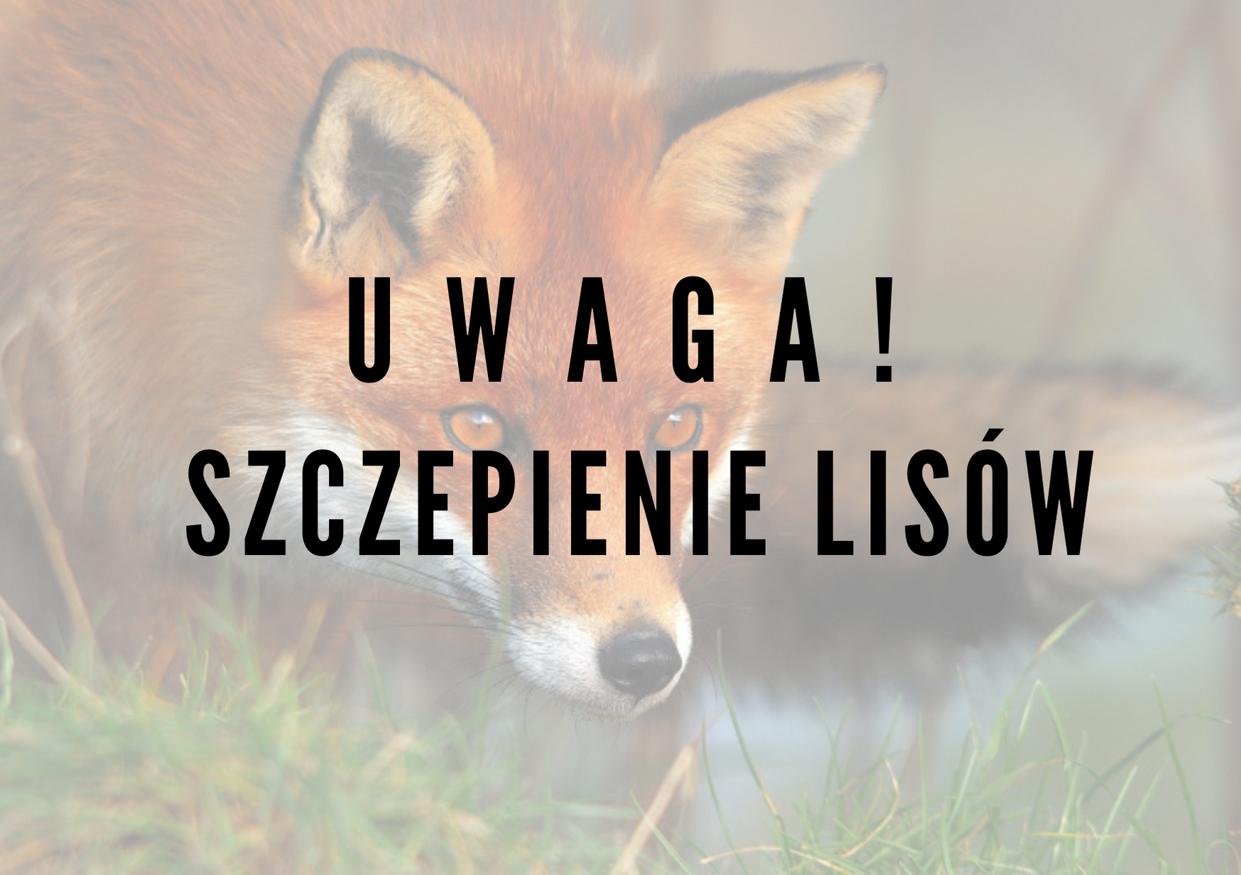 Szczepienie lisów wolno żyjących przeciwko wściekliźnie