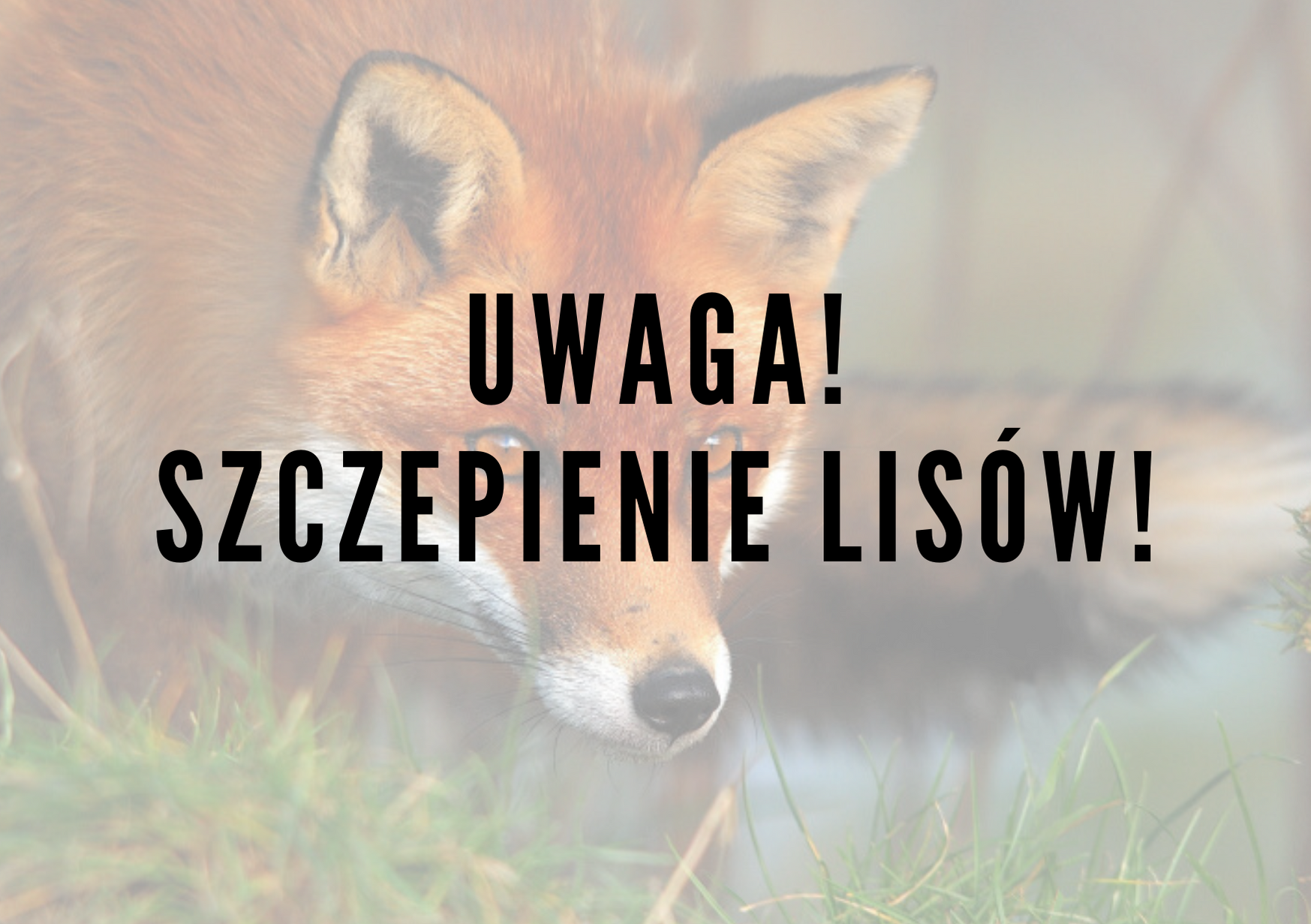 Ochronne szczepienie lisów