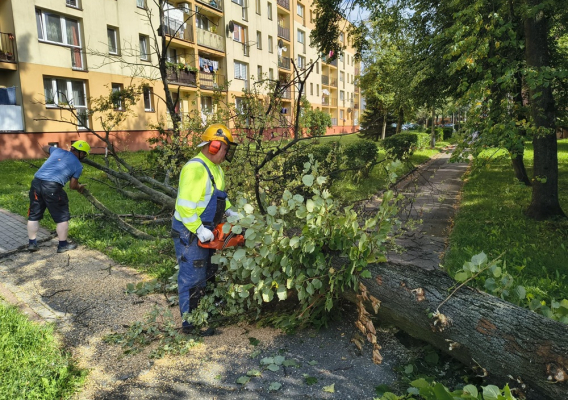 Wycinka drzew na Browarnej
