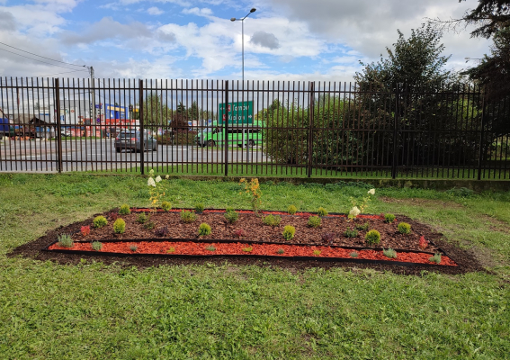 Rewitalizacja zieleni przy „Jedynce”