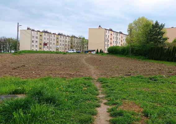 Szanujmy kwietne łąki