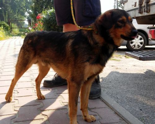Znaleziono psa w Wokowicach