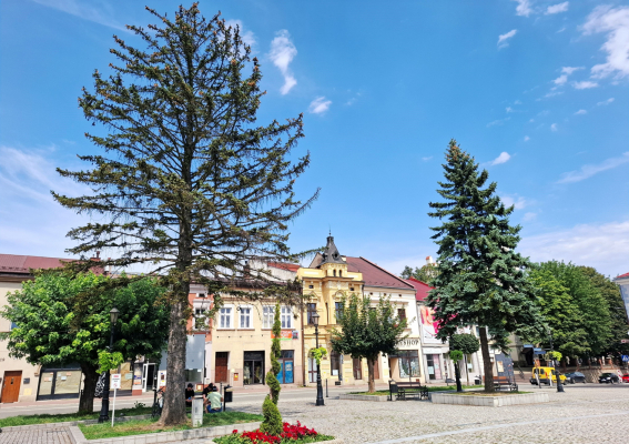 Drzewa umierają stojąc