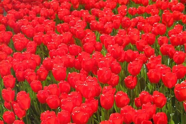 Dzień Babci i Dziadka