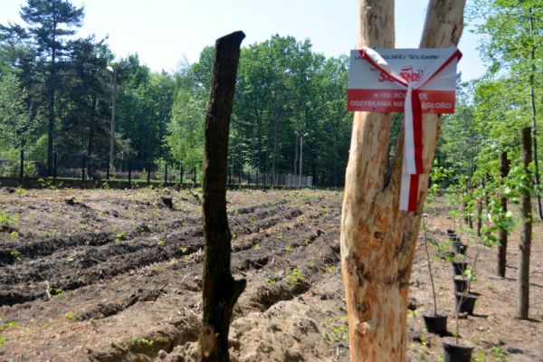 W Brzesku zasadzono lasek małopolskiej "Solidarności"