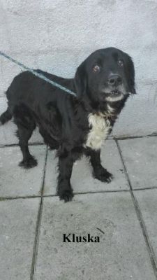 Psy czekają na właścicieli