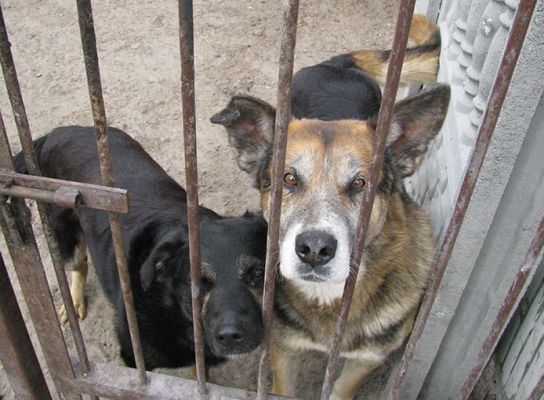 Nie porzucaj zwierząt