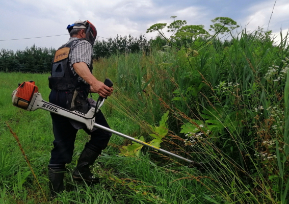 Likwidowany barszcz Sosnowskiego