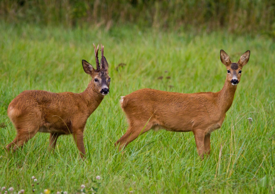 PAMIĘTAJ NIE DOTYKAJ, NIE GŁASKAJ,  NIE KARM I NIE PŁOSZ DZIKICH ZWIERZĄT!