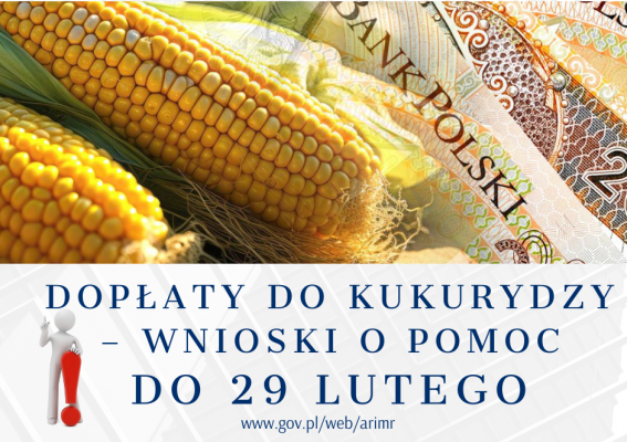 Dopłaty do kukurydzy – wnioski o pomoc do 29 lutego