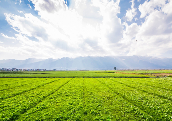 Sprzedaż własnych produktów – szansa dla rolnictwa