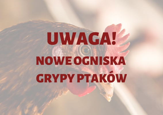 Apel Regionalnego Dyrektora Ochrony Środowiska w Krakowie dotyczący „ptasiej grypy”