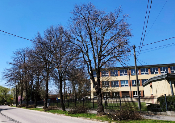 Sezonowa przycinka gałęzi