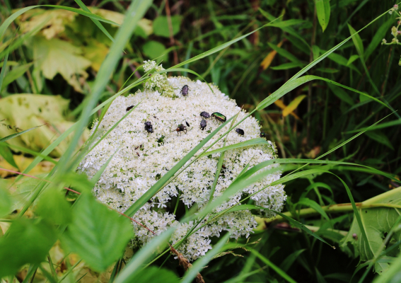 Gmina walczy z barszczem Sosnowskiego