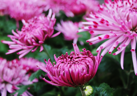 Pomoc dla ogrodników