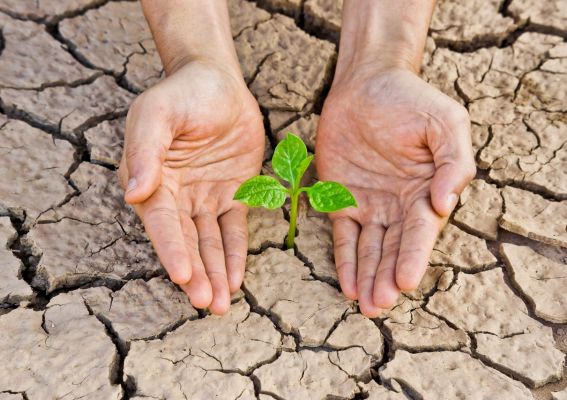 Pomoc suszowa za 2022 rok