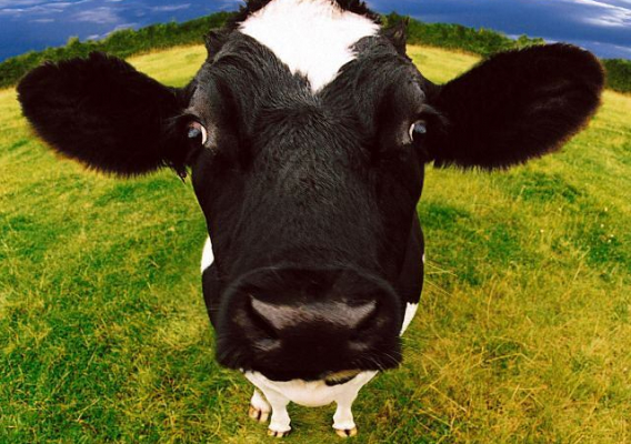 Korzyści dla rolników należących do Systemu QMP (Quality Meat Program)