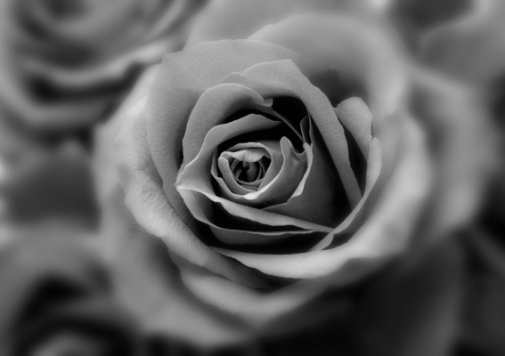 Zmarła Zofia Albina Włodek