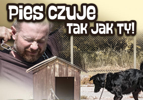 Zbliża się kolejna fala upałów, uwaga na zwierzęta!