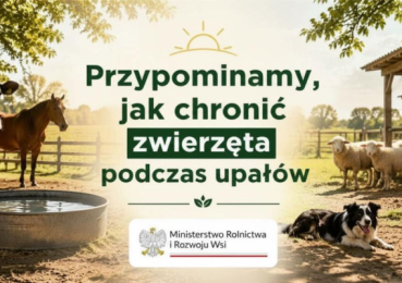 Upały a dobrostan zwierząt - jak chronić zwierzęta przed wysokimi temperaturami