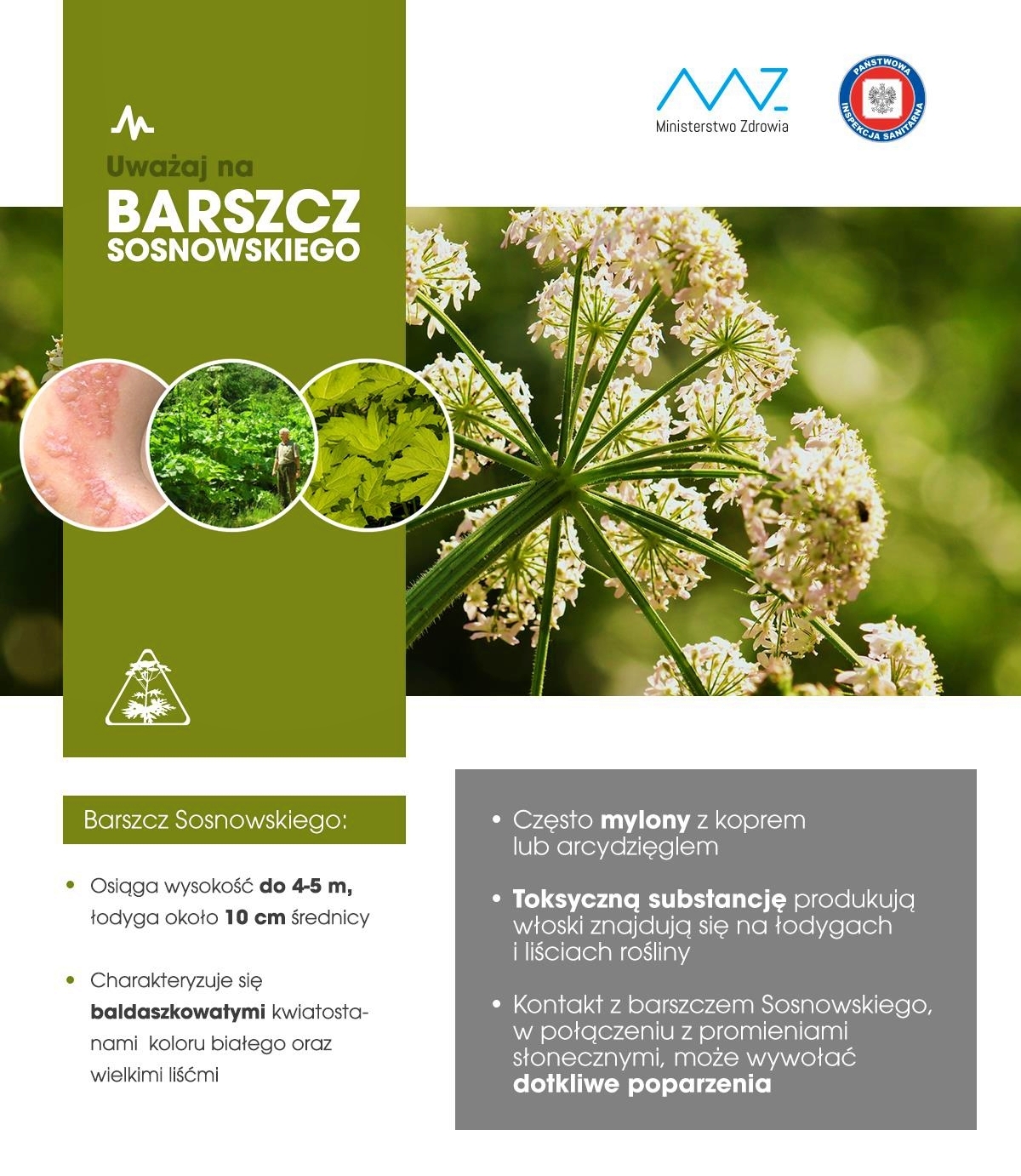 barszcz-sosnowskiego.jpeg